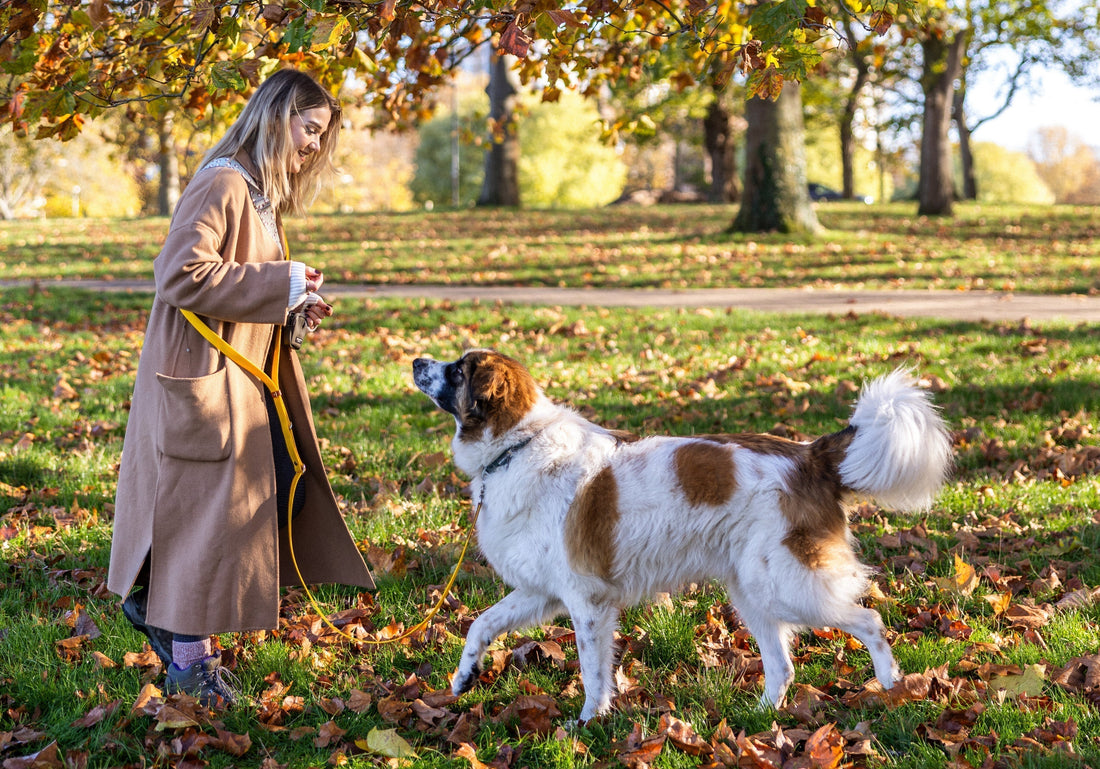 How to Choose a Waterproof Dog Lead (Complete Guide for UK Dog Owners)