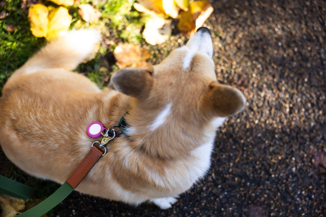 The Complete Guide to Hands-Free Dog Walking (UK)