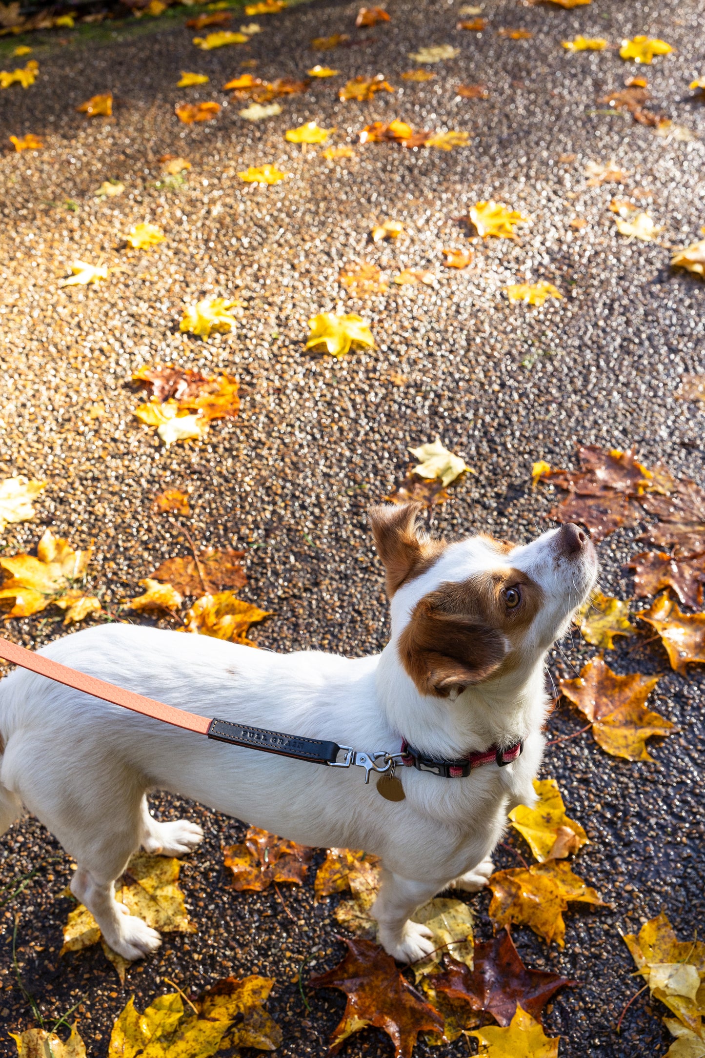 Waterproof Adjustable Dog Lead Soft (Choose Your Length And Width)