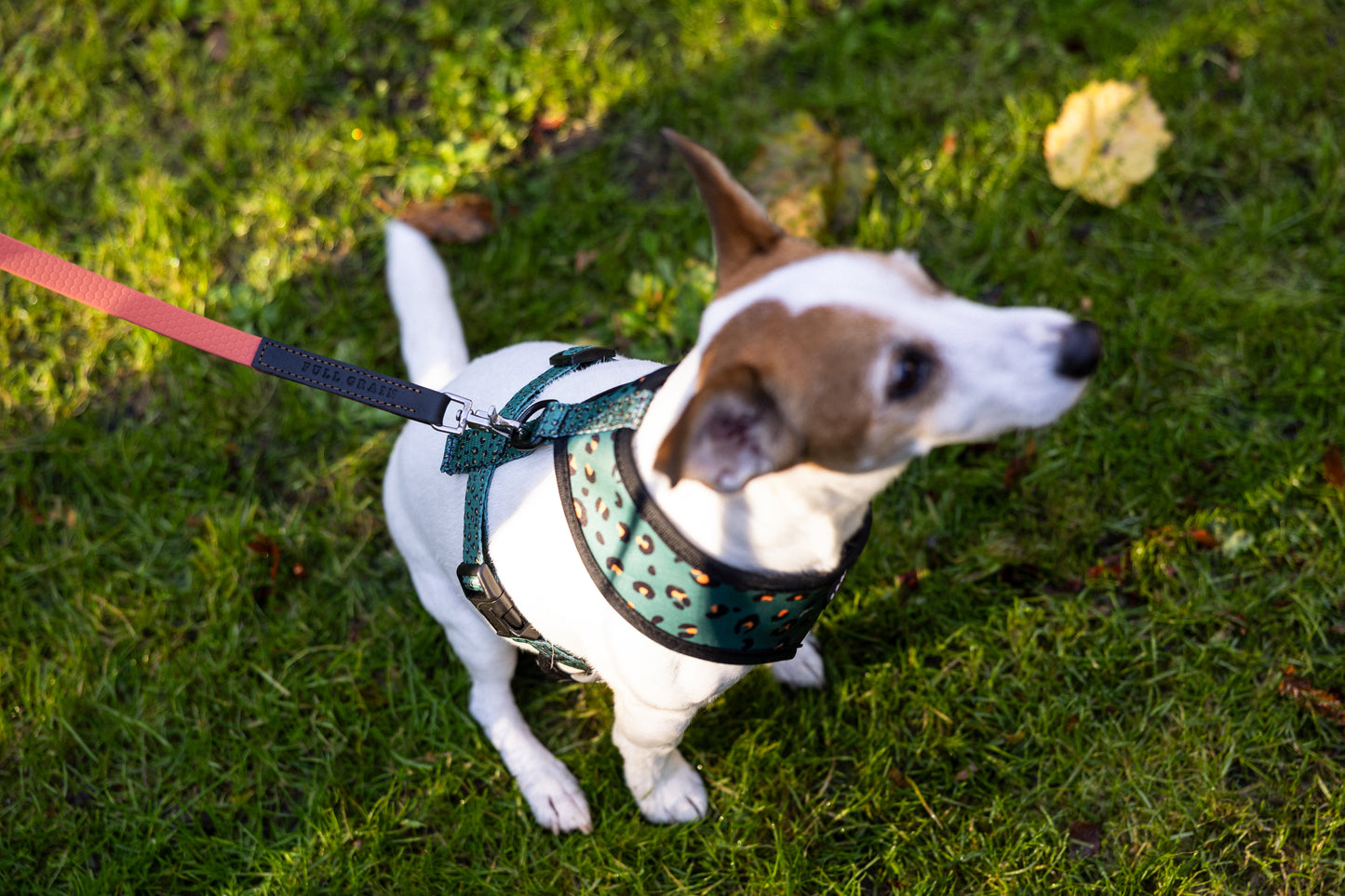 Waterproof Adjustable Dog Lead Soft (Choose Your Length And Width)